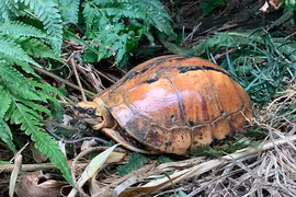 Loạt động vật cực quý sắp được thả về rừng