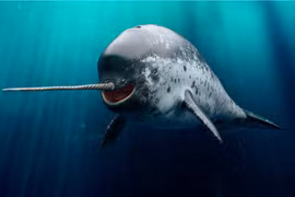 Loài động vật kỳ quặc khiến giới khoa học ngạc nhiên không ngừng