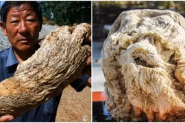 Đào được tảng đá kỳ lạ, anh nông dân cầm tiền tỷ sau 1 đêm