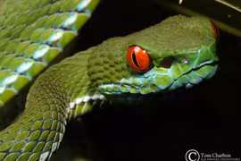 Kỳ lạ loài rắn lục có đôi mắt đỏ rực ở Việt Nam