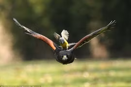 Loài chim săn mồi cực khét, diều hâu "xách dép chạy theo" 