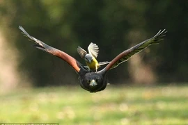 Loài chim săn mồi cực khét, diều hâu "xách dép chạy theo" 