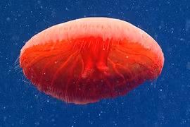 Sứa đỏ như máu và loạt quái vật biển sâu cực “dị“