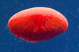 Sứa đỏ như máu và loạt quái vật biển sâu cực “dị“