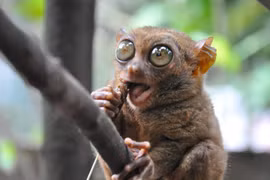 Bắt gặp loài động vật quý như vàng 45 triệu tuổi trong rừng sâu