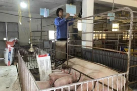 Giá thịt lợn có tăng đột biến trong dịp Tết Quý Mão?