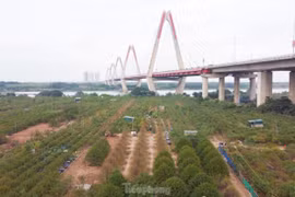 Người Nhật Tân hối hả xuống lá đào chuẩn bị đón Tết