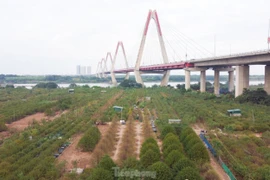 Người Nhật Tân hối hả xuống lá đào chuẩn bị đón Tết