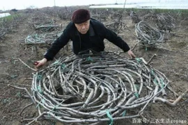 Trồng cây nhưng vặt sạch lá mới bán được, thu đậm gần 70 triệu/cây