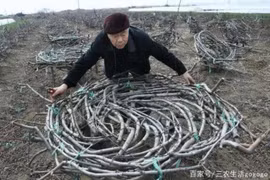 Trồng cây nhưng vặt sạch lá mới bán được, thu đậm gần 70 triệu/cây