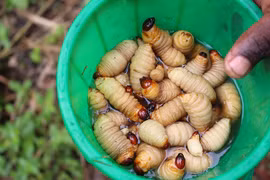 6 món ăn kinh dị bậc nhất Ghana, khiến nhiều du khách sợ hãi