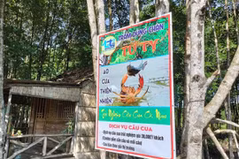 Du khách săn cua Cà Mau bằng chiếc cần câu độc nhất vô nhị