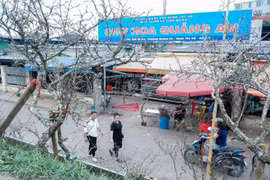 Hà Nội: Hoa lê rừng giá cả triệu đồng xuống phố