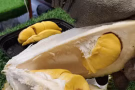 Giá sầu riêng cao ngất ngưởng dù xuất sang Trung Quốc chưa bao nhiêu