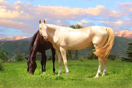 Kỳ bí loài ngựa bước ra từ truyền thuyết, mồ hôi đỏ như máu