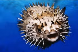 8 loài cá nguy hiểm nhất hành tinh... ám ảnh nhất loài ở Việt Nam! 