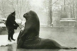 Ảnh đắt giá nhất lịch sử, cực khó tin nhưng có thật 