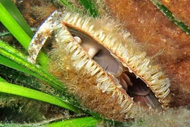 Sửng sốt loài trai “nhả tơ vàng” tưởng đã tuyệt chủng bất ngờ tái xuất