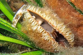 Sửng sốt loài trai “nhả tơ vàng” tưởng đã tuyệt chủng bất ngờ tái xuất