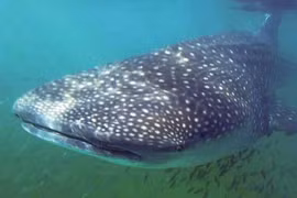 Những "thủy quái" từng được ngư dân Việt đánh bắt, có loại đặc biệt quý hiếm