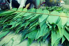 Người nước ngoài dùng lá tre bát độ ở Việt Nam làm gì mà thành hàng hot?