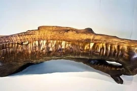 Đào trúng khúc gỗ lạ, cảnh sát lập tức phong tỏa hiện trường