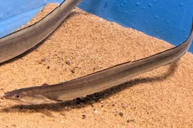 "Đặc sản không giống ai" lại sở hữu bộ phận quý gần chục triệu đồng 1kg