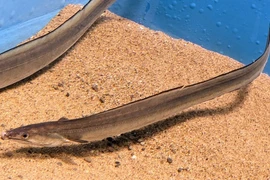 "Đặc sản không giống ai" lại sở hữu bộ phận quý gần chục triệu đồng 1kg