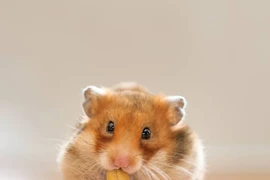 Bất ngờ những động vật nhỏ xíu mà miệng rộng nhất thế giới