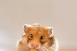 Bất ngờ những động vật nhỏ xíu mà miệng rộng nhất thế giới