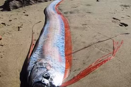 Top thủy quái có thật kinh dị nhất hành tinh... Việt Nam góp một loài 