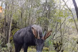 Kiểm tra rừng, sửng sốt thấy “thần thú” thiên mã... hạ phàm 