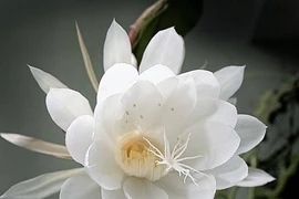 Điểm tên 8 loài hoa đắt đỏ và hiếm có nhất thế giới