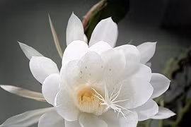 Điểm tên 8 loài hoa đắt đỏ và hiếm có nhất thế giới