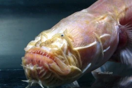 'Rồng không mắt' lọt lưới, ngư dân hốt hoảng phát hiện sự thật 