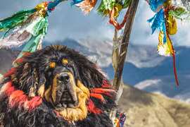 Chó ngao Tây Tạng có gì đặc biệt mà trở nên đắt đỏ tới 46 tỷ đồng? 