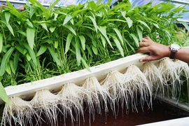 Vì sao rau muống sang Mỹ giá gấp hàng chục lần?