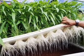 Vì sao rau muống sang Mỹ giá gấp hàng chục lần?