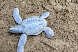 Ngắm rùa biển bạch tạng độc nhất vô nhị mới chào đời ở Côn Đảo