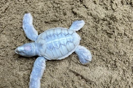 Ngắm rùa biển bạch tạng độc nhất vô nhị mới chào đời ở Côn Đảo