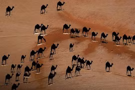 Sự độc đáo của thế giới xung quanh qua loạt ảnh lạ