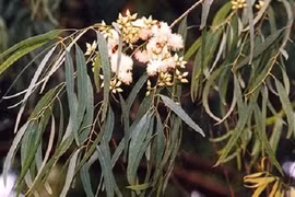 Kinh ngạc loài cây trổ ra.. vàng thật, Việt Nam có nhiều 