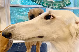 Bất ngờ chú chó có chiếc mũi dài gây sốt cộng đồng mạng 