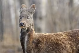 Top động vật ngỡ tuyệt chủng bỗng tái sinh kỳ diệu, có loài ở VN 