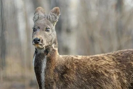 Top động vật ngỡ tuyệt chủng bỗng tái sinh kỳ diệu, có loài ở VN 