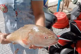 Bắt được loài cá tiền tỷ quý như vàng, ngư dân Đà Nẵng “mừng quýnh” 
