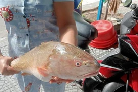 Bắt được loài cá tiền tỷ quý như vàng, ngư dân Đà Nẵng “mừng quýnh” 