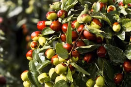 Hồng táo có thực nhiều công dụng như lời đồn? 