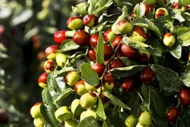 Hồng táo có thực nhiều công dụng như lời đồn? 