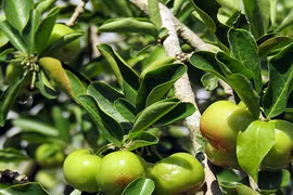 Về “vương quốc” sơ ri: Đỏ đỏ, xanh xanh, nhanh nhanh hốt bạc